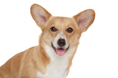 Galce corgi pembroke portre