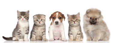 Group of kittens and puppies on a white background clipart