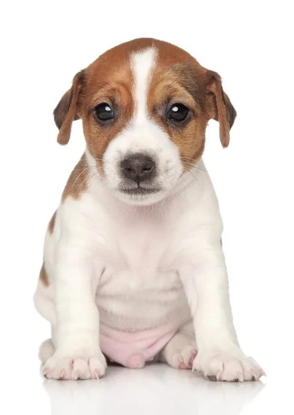 Cãozinho Jack Russel (um mês ) — Fotografia de Stock