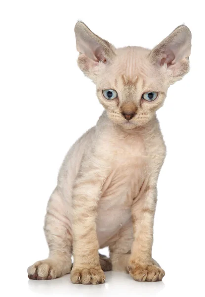 Devon-Rex gattino su sfondo bianco — Foto Stock