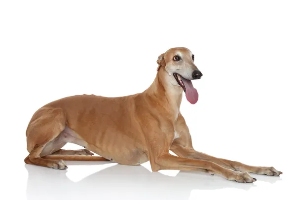 Greyhound dog on white background — Stock Photo, Image