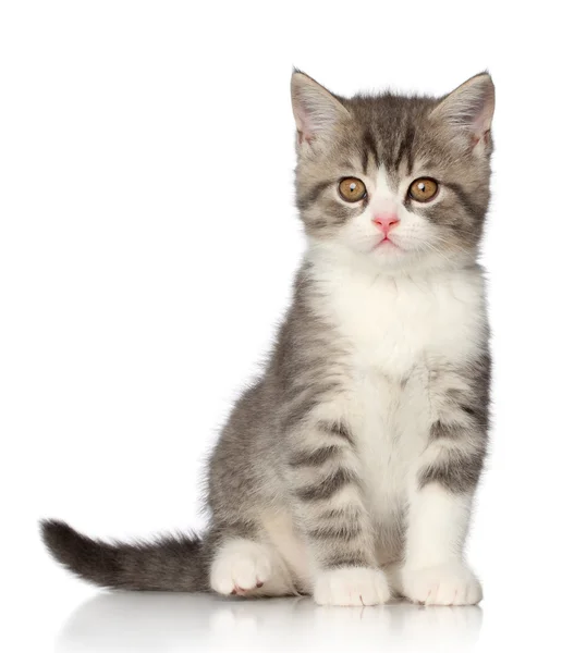白色背景的英国小猫咪 — 图库照片