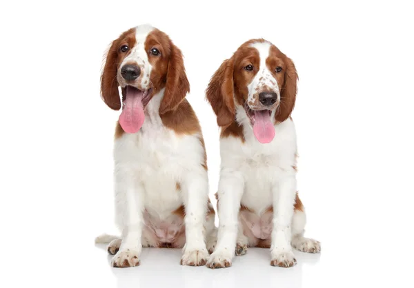 Springer Spaniel cachorros — Foto de Stock