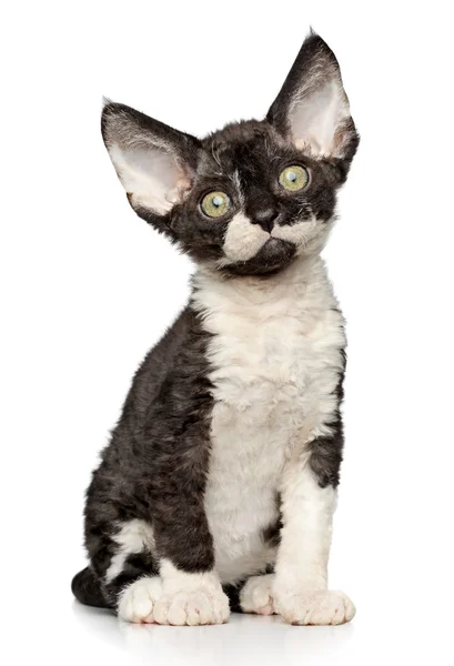 Котенок Девон Рекс на белом фоне — стоковое фото