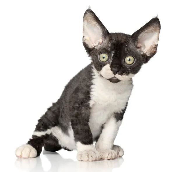 白い背景の上 - デボンレックス子猫 — ストック写真