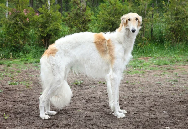 Ruso borzoi perro de pie —  Fotos de Stock