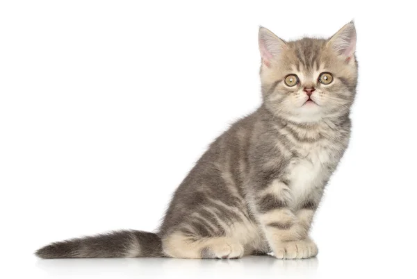 Scottish kitten — Stock Photo, Image
