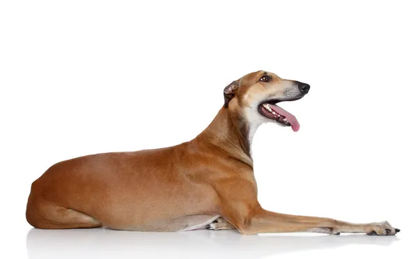 Greyhound hund på vit bakgrund — Stockfoto