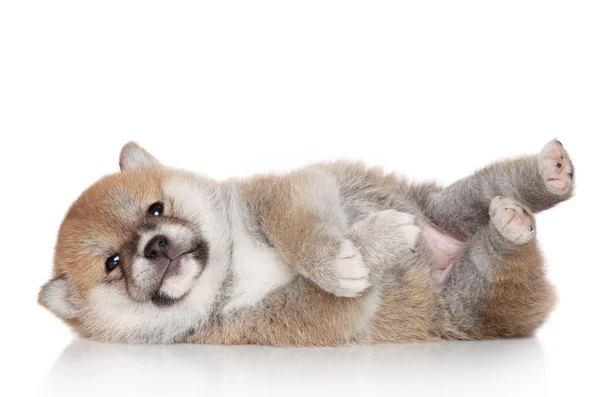 Shiba Inu puppy on white background — Stock Photo, Image