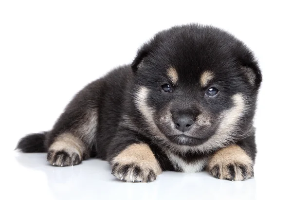 Shiba inu pup op witte achtergrond — Stockfoto