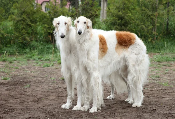 Cães Borzoi — Fotografia de Stock