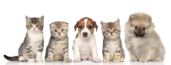 Groep van katjes en puppies op een witte achtergrond Stockafbeelding