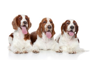 Grup springer spaniel