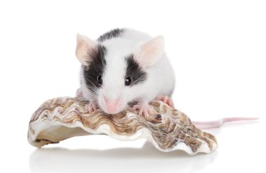 Decorative mouse on white background clipart