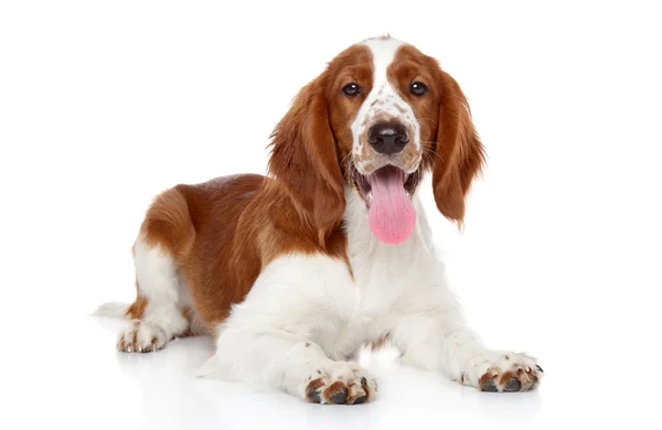 Špringršpaněl štěně na bílém pozadí — Stock fotografie