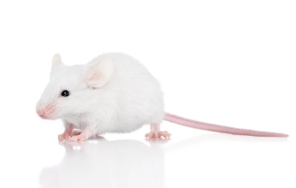 Декоративная мышь на белом фоне — стоковое фото