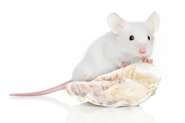Dekorative Maus auf Muschel — Stockfoto