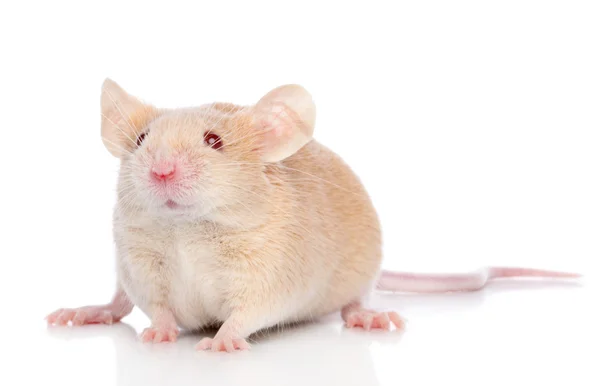 Dekorative Maus auf weißem Hintergrund — Stockfoto