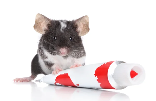Декоративная мышь на белом фоне — стоковое фото