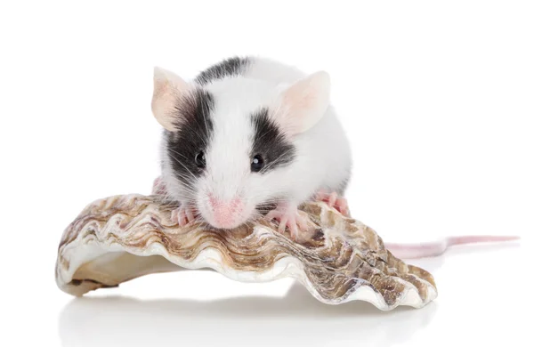 Dekorativa musen på vit bakgrund — Stockfoto
