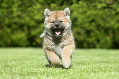 Shiba inu puppy running clipart