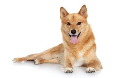 Finnish spitz clipart