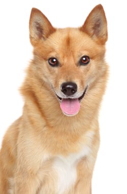 Finnish spitz portrait clipart