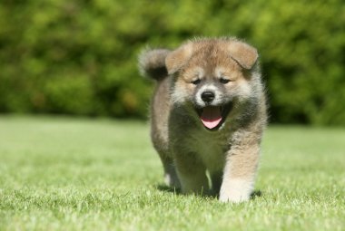 shiba Inu çalışan köpek yavrusu