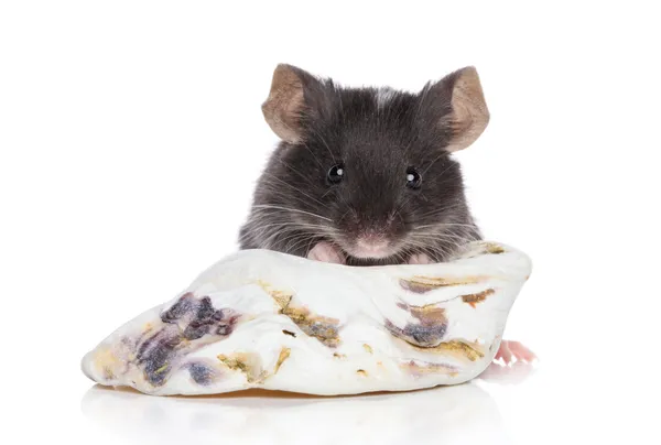 Dekorativní myš na bílém pozadí — Stock fotografie