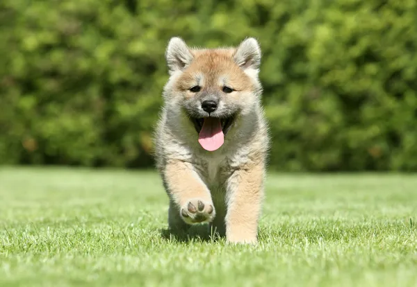Shiba inu cachorro correndo — Fotografia de Stock