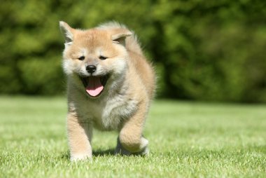 Shiba inu puppy running clipart