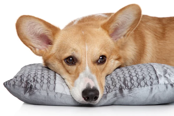 stock image Welsh corgi Pembroke on soft pillow