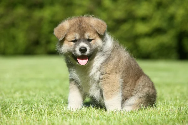 Shiba inu puppy on green lawn — Stock fotografie