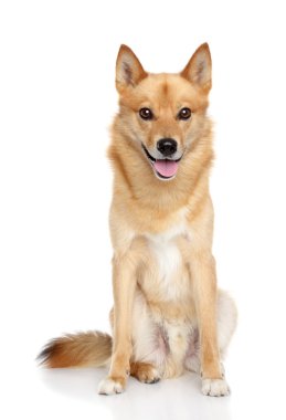 Finnish spitz on white background clipart