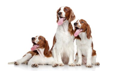 Welsh springer spaniel dogs on white background clipart