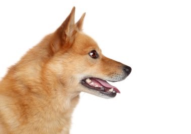 Finnish spitz. Side portrait clipart