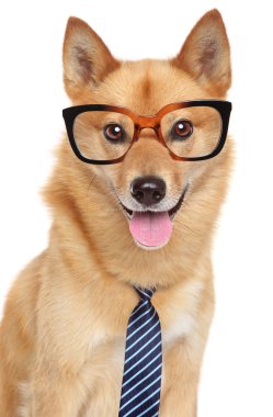 Finnish spitz dog. Funny portrait clipart