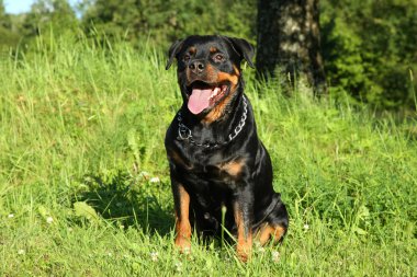 Rottweiler yeşil çimenlerin üzerinde oturur