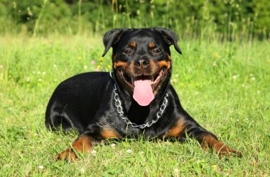 Rottweiler on green grass clipart