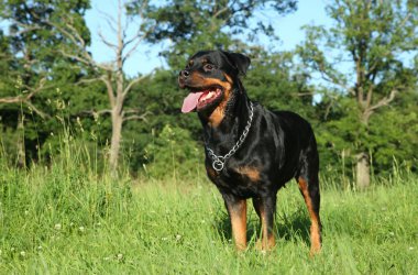 Rottweiler dog clipart