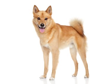 Finnish spitz dog clipart