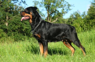 Purebred rottweiler on green grass clipart