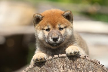 Shiba Inu köpek yavrusu