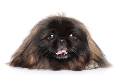 Pekingese köpek