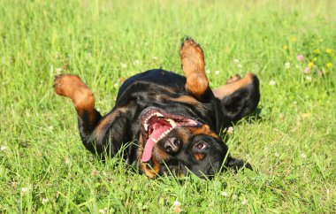 Happy Rottweiler resting on green grass clipart