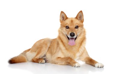 Finnish spitz portrait clipart