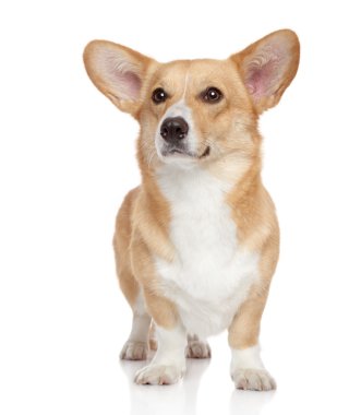 Welsh corgi Pembroke on white background clipart