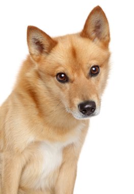 Finnish spitz portrait clipart