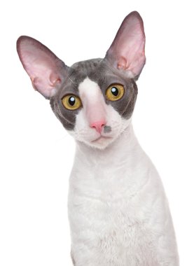 Cornish Rex kedisi