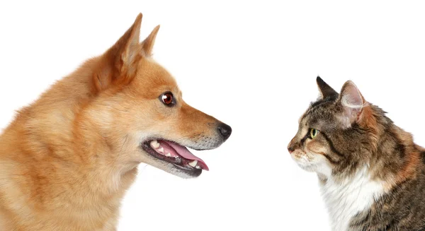 Hund und Katze schauen einander an — Stockfoto